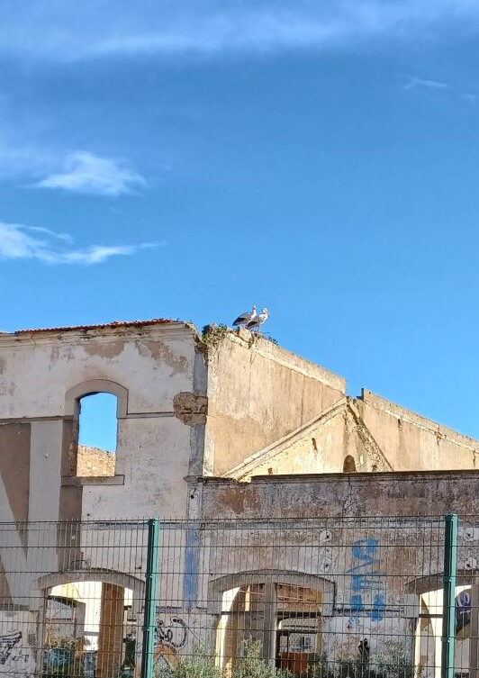Storks in the Algarve