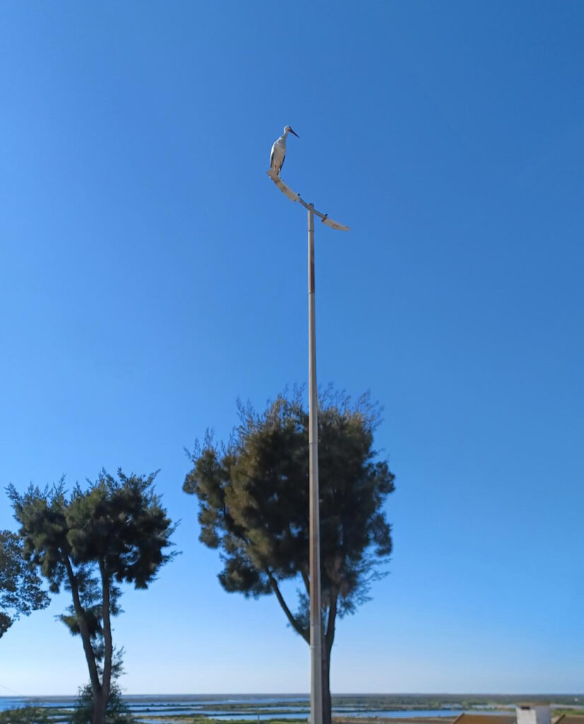 Stork in the Algarve